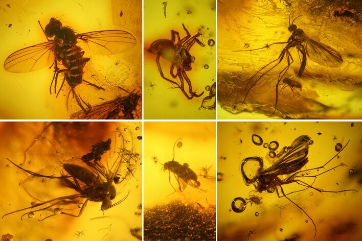 Several Fossil Flies (Diptera) and a Spider (Araneae) In Baltic Amber #139073